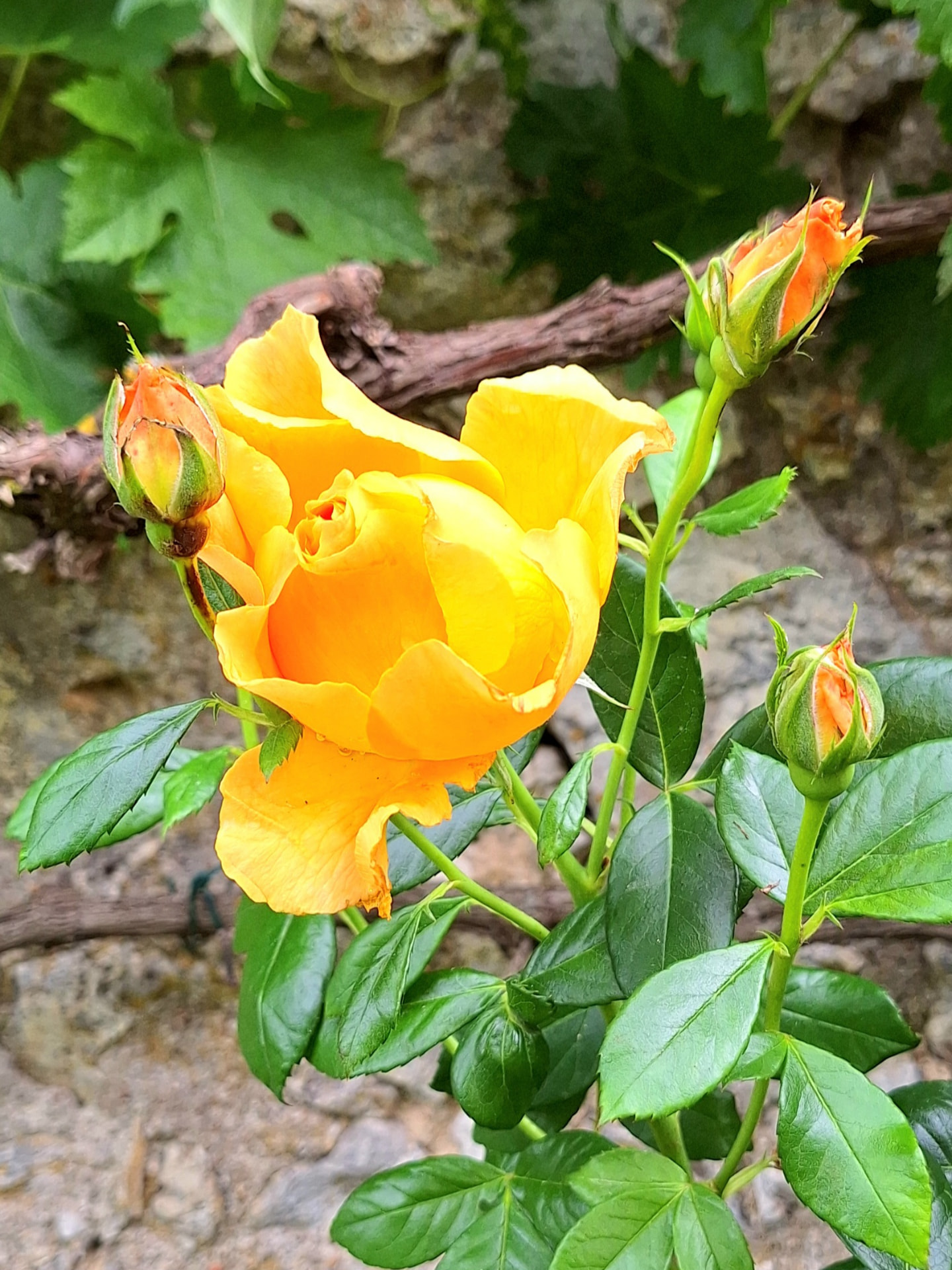 Gîte Le Petit Verger - Rose orange dans le jardin du Petit Verger