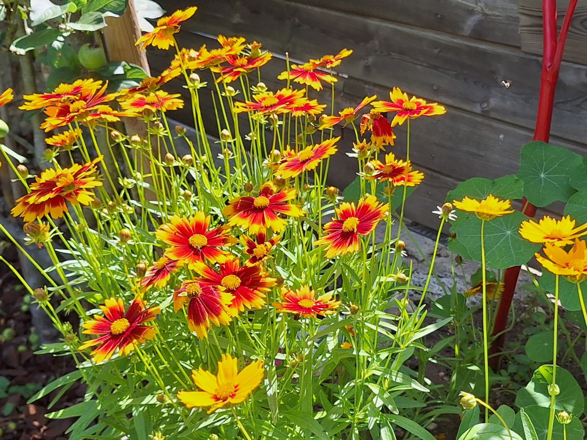 Gîte Le Petit Verger - Massif de fleurs rouges et jaunes dans le jardin