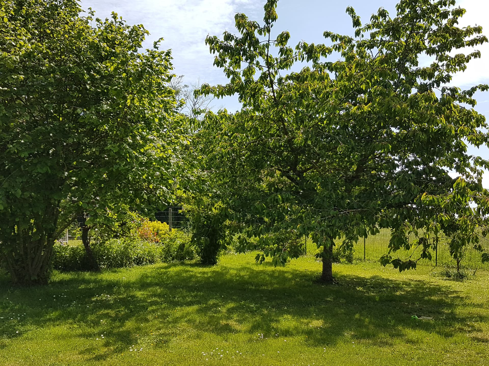 Gîte Le Petit Verger - Verger ombragé avec arbres fruitiers à Courbouzon