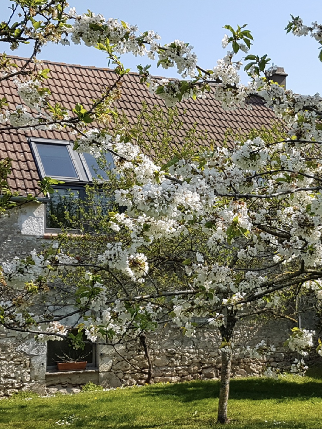 Gîte Le Petit Verger - Façade de la grange et arbre en fleurs au printemps