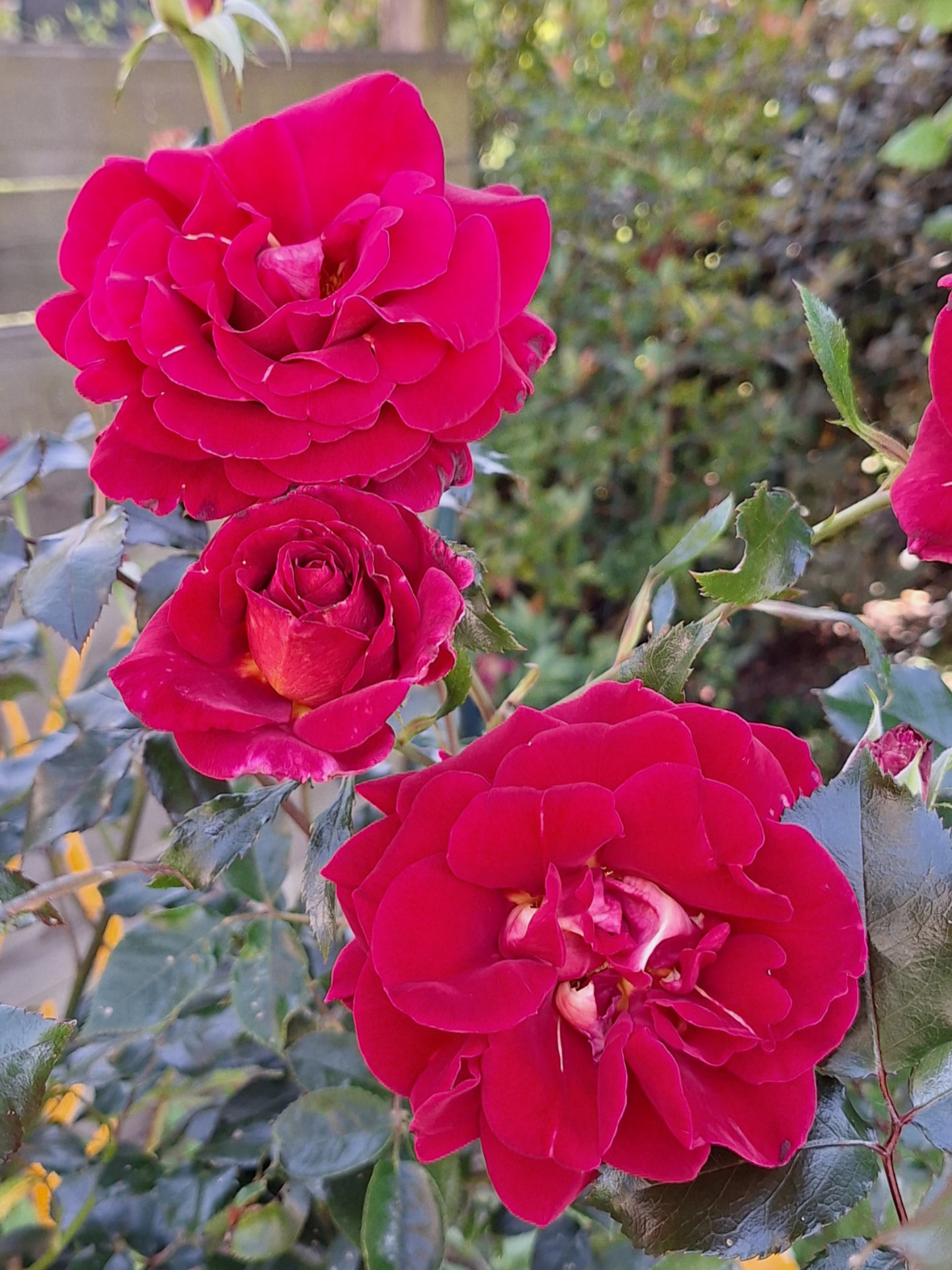 Gîte Le Petit Verger - Roses rouges du jardin du gîte