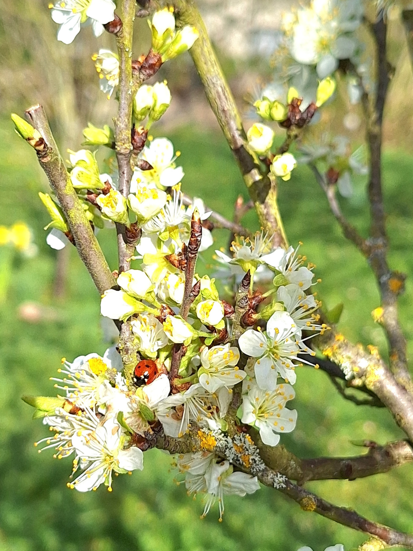 Gîte Le Petit Verger - Branches de prunier en fleurs et coccinelle au printemps